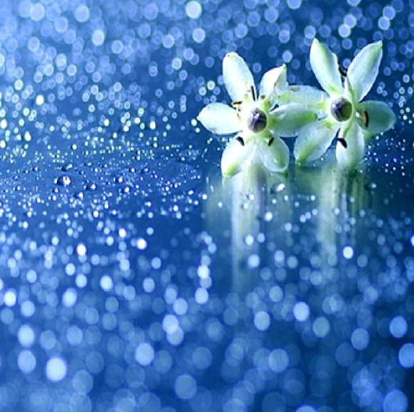 Meet your Posher, Pamela - Picture 1 of 1